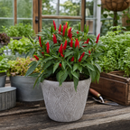 Capsicum annuum 'Apache' chilli pepper plant supplied as a live patio-ready plant with a 2Ltr root ball.