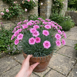 Dianthus 'Pink Celebration' cottage pink in flower, showing pink blooms above slender grey-green foliage.