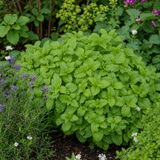 Melissa officinalis, Lemon Balm, forming a clump of green foliage on bushy, upright stems.