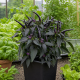 Capsicum annuum 'Zimbabwe Black' (Chilli) from Cedar Nursery, Cobham
