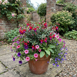 Set of Fuchsia 'Tom Thumb' large plants in 1L rootballs from Cedar Nursery, shown from different angles.