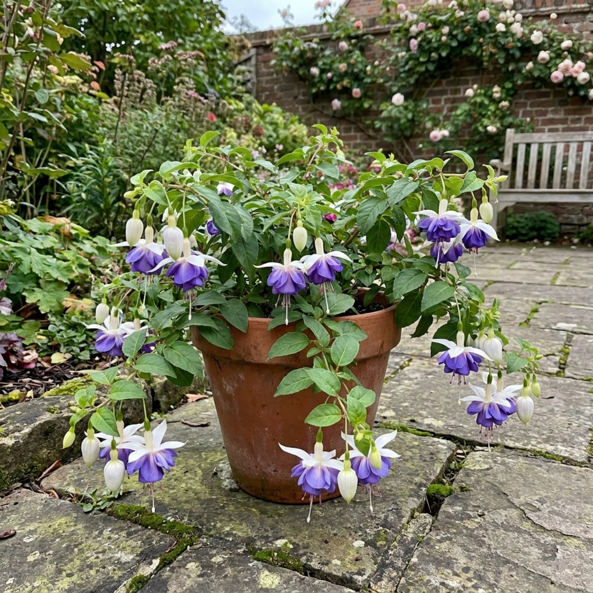 Fuchsia Blue Angel 'Blauer Engel', a trailing fuchsia with double blooms and cascading stems