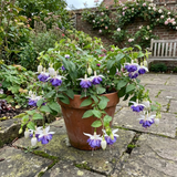 Fuchsia Blue Angel 'Blauer Engel', a trailing fuchsia with double blooms and cascading stems