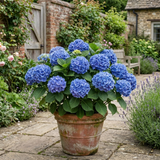 Additional views of the large blue Hydrangea in a 2L pot available at Cedar Nursery, Cobham, Surrey