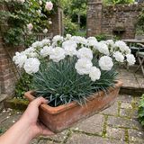 Dianthus Memories ='WP11 Gwe04' cottage pink with slender grey-green foliage and pretty pink summer flowers.