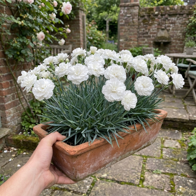 Dianthus Memories ='WP11 Gwe04' cottage pink with slender grey-green foliage and pretty pink summer flowers.