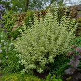 Ligustrum ovalifolium 'Argenteum' variegated privet with green leaves edged in creamy white on upright stems.