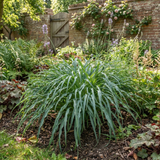 Hosta 'Silly String' displaying slender, twisting strap-shaped leaves in a dense leafy mound.