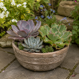 Assorted mix of Echeveria succulents with rosettes of thick, fleshy leaves in varying shapes and tones