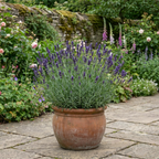Lavandula angustifolia 'Essence Purple' forming a compact mound of narrow grey-green leaves topped with upright flower spikes.