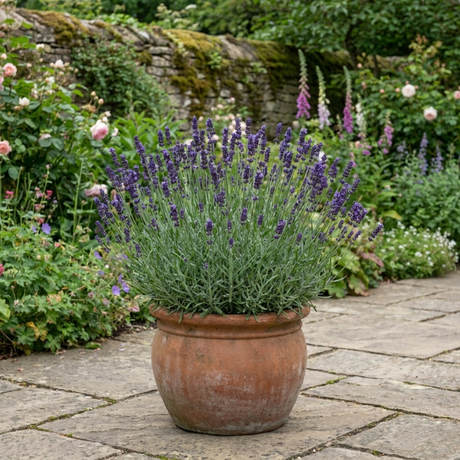 Lavandula angustifolia 'Essence Purple' forming a compact mound of narrow grey-green leaves topped with upright flower spikes.
