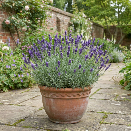 Lavandula angustifolia 'Hidcote' forming a neat mound of narrow grey-green leaves topped with upright flower spikes.