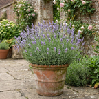 Lavandula angustifolia 'Hidcote Light Blue' English lavender forming a bushy mound of narrow grey-green foliage with upright flower spikes.