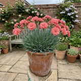 Dianthus 'Sugar Coral', a cottage pink perennial with slender green-grey foliage and delicate flowers.