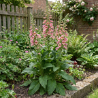 Digitalis 'Hanabee Pink', a compact evergreen perennial foxglove with spires of pink flowers, loved by bees.