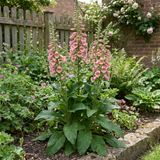 Digitalis 'Hanabee Pink', a compact evergreen perennial foxglove with spires of pink flowers, loved by bees.