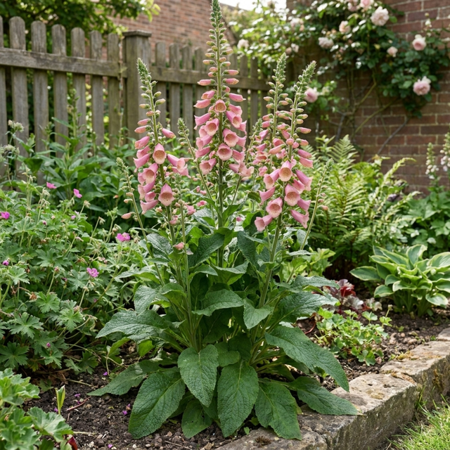 Digitalis 'Hanabee Pink', a compact evergreen perennial foxglove with spires of pink flowers, loved by bees.
