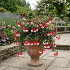 Fuchsia 'Sir Matt Busby' trailing plant bearing double red and white flowers for summer bedding displays