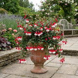 Fuchsia 'Sir Matt Busby' trailing plant bearing double red and white flowers for summer bedding displays
