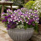 Further views of Nemesia Lady Kate 'Penkate' supplied as a large plant in a 5L pot at Cedar Nursery, Cobham, Surrey.