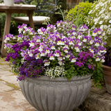 Further views of Nemesia Lady Kate 'Penkate' supplied as a large plant in a 5L pot at Cedar Nursery, Cobham, Surrey.