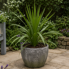 Cordyline australis showing its arching, strap-like green foliage forming a bold architectural rosette.