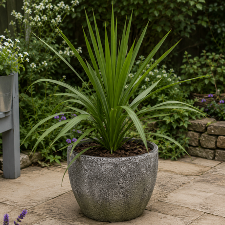 Cordyline australis showing its arching, strap-like green foliage forming a bold architectural rosette.