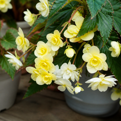 Begonia 'Fragrant Falls Lemon', a large outdoor garden-ready plant in a 2L pot at Cedar Nursery, Cobham, Surrey.
