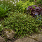 Muehlenbeckia complexa forming a dense tangle of fine wiry stems clothed in tiny rounded green leaves
