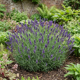 Lavandula angustifolia 'Hidcote Dark Blue', a compact English lavender bearing dark flower spikes over narrow grey-green leaves in a neat
