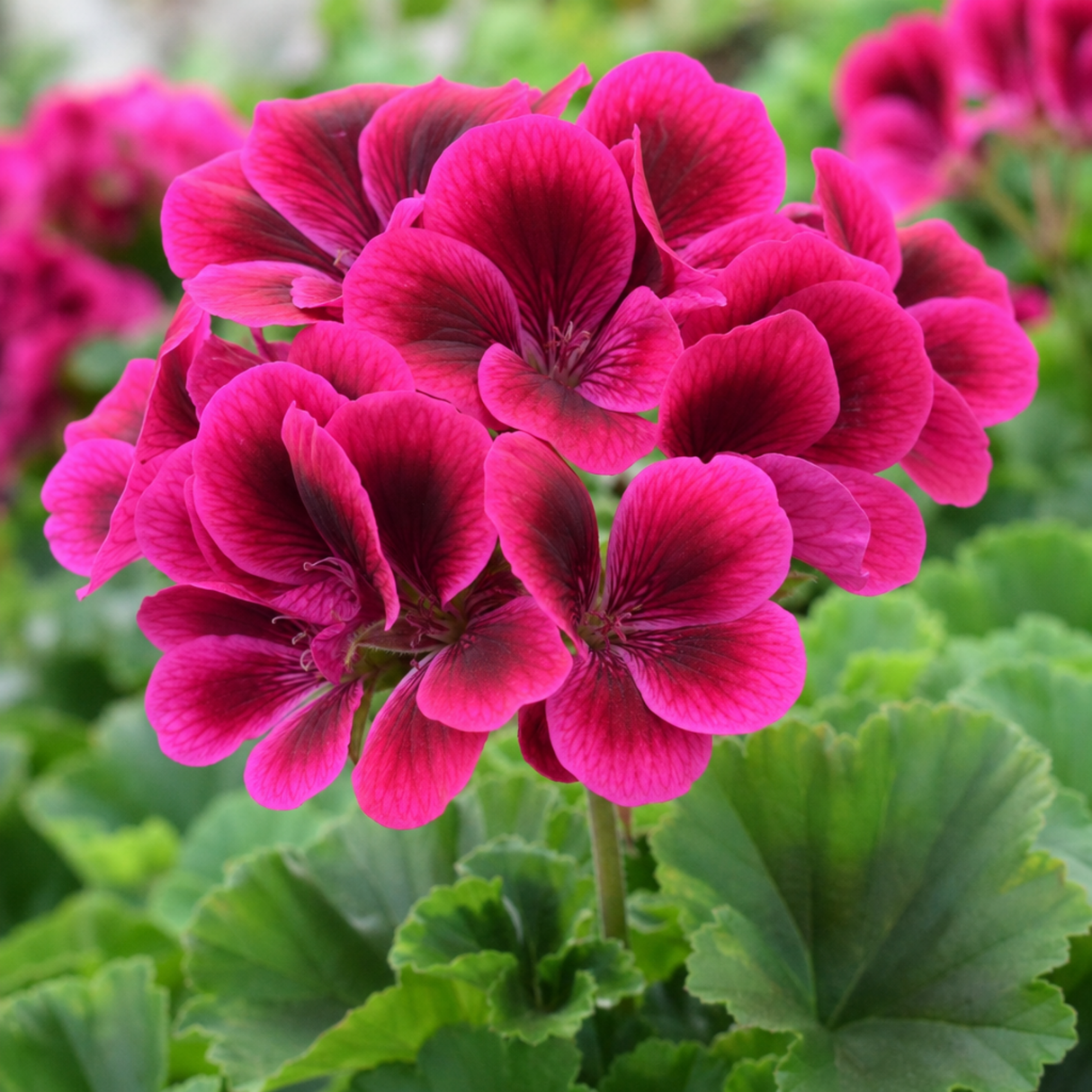 Pelargonium 'Calliope M Deep Rose', a large outdoor garden-ready plant in a 2L pot.