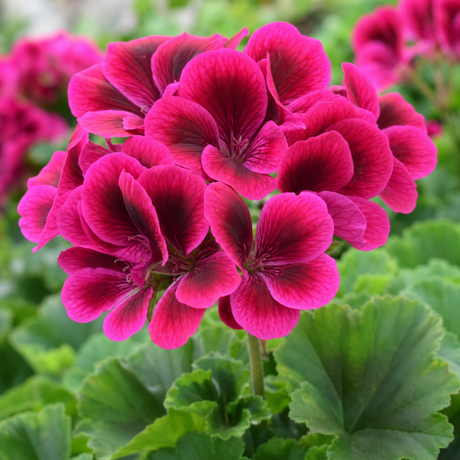 Pelargonium 'Calliope M Deep Rose', a large outdoor garden-ready plant in a 2L pot.