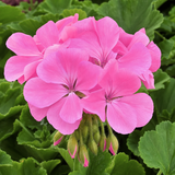 Pelargonium 'Calliope M Hot Pink' geranium, a large garden-ready plant in a 2L pot from Cedar Nursery.
