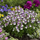Further views of Nemesia Lady Kate 'Penkate' supplied as a large plant in a 5L pot at Cedar Nursery, Cobham, Surrey.