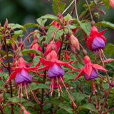 Upright Fuchsia Fuchsita Red Lavender, a large garden-ready plant with red and lavender blooms.