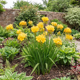 Freesia 'Gold River' in flower, a garden perennial with slender upright stems and elegant blooms.