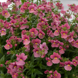 Nemesia 'Nuvo Rose' large plant in a 2L pot, outdoor garden ready, at Cedar Nursery