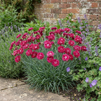 Dianthus 'Sugar Raspberry', a cottage pink perennial forming a neat mound of slender foliage with summer flowers.