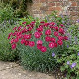 Dianthus 'Sugar Raspberry', a cottage pink perennial forming a neat mound of slender foliage with summer flowers.