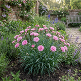 Dianthus Cocktail Shirley Temple, a summer-flowering hardy perennial pink in bloom