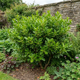 Griselinia littoralis showing leathery, glossy apple-green oval leaves and dense, bushy evergreen growth ideal for hedging.