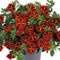 Calibrachoa Cabaret Special Red Kiss, large outdoor garden-ready plant from Cedar Nursery in Cobham, Surrey.