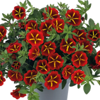 Calibrachoa Cabaret Special Red Kiss, large outdoor garden-ready plant from Cedar Nursery in Cobham, Surrey.