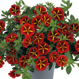 Calibrachoa Cabaret Special Red Kiss, large outdoor garden-ready plant from Cedar Nursery in Cobham, Surrey.