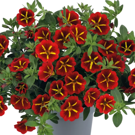 Calibrachoa Cabaret Special Red Kiss, large outdoor garden-ready plant from Cedar Nursery in Cobham, Surrey.