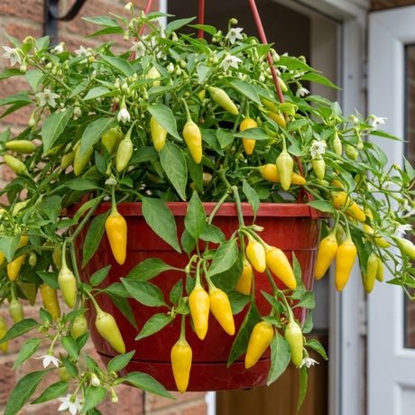 Sweet Pepper 'Peppers from Heaven Yellow' bearing bright yellow peppers among green foliage