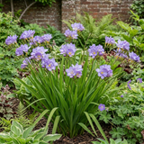 Freesia 'Delta River' perennial with graceful flower spikes of funnel-shaped blooms rising from clumps of narrow, sword-like foliage.