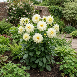Dahlia LaBella Maggiore 'White' summer-flowering dahlia with fresh green foliage, suited to beds, borders and garden containers.