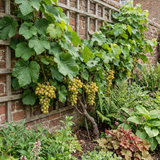 Further views of Vitis vinifera 'Victoria' white grape vine, supplied as a large garden-ready plant in a 3L pot.