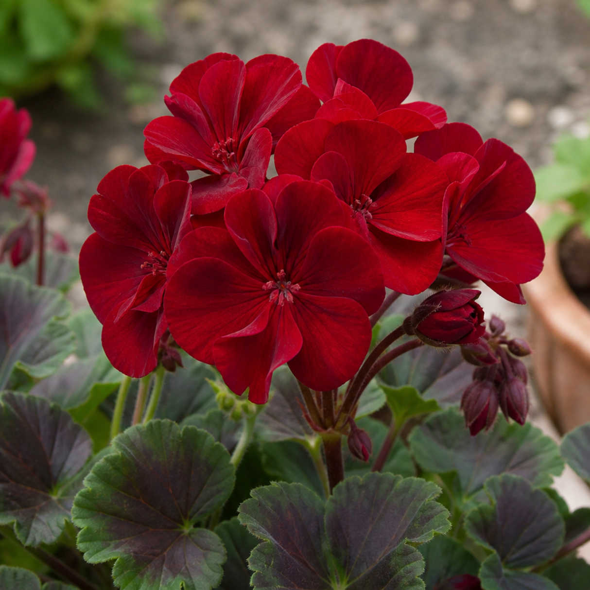 Pelargonium 'Calliope Dark Red' (Zonal-ivy hybrid Geranium) from Cedar Nursery, Cobham